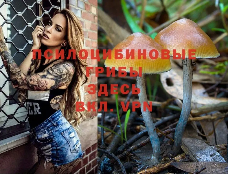 Галлюциногенные грибы Psilocybe Ярцево